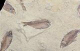 Fossil Fish (Gosiutichthys) Mortality Plate - Lake Gosiute #71790-1